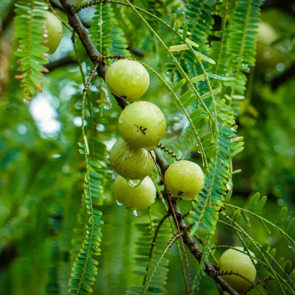 Amla