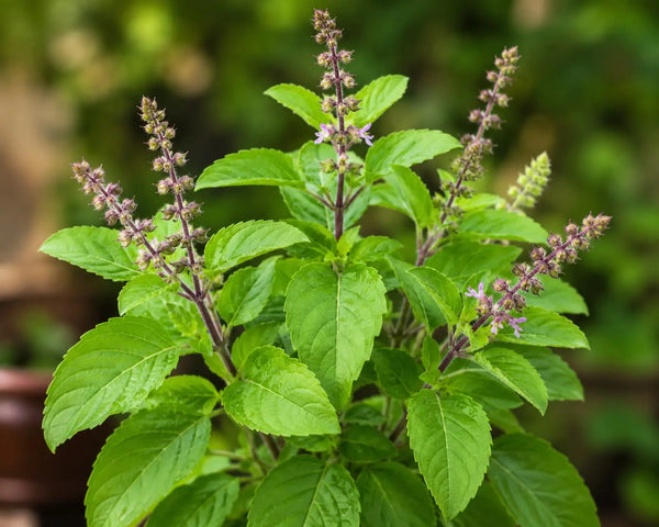 Tulsi
